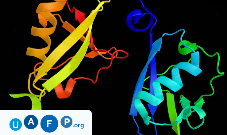 Enzyme TBK1