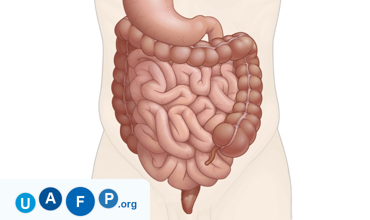 Gastrointestinal Tract